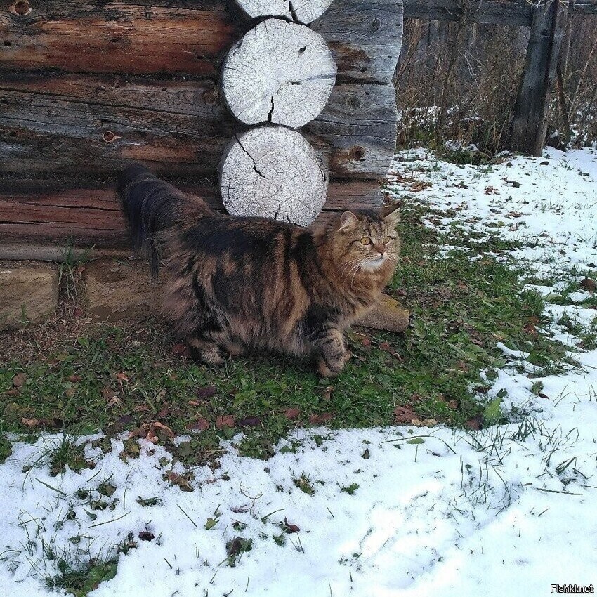 Солянка