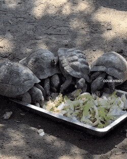 -джентльмены, я пас