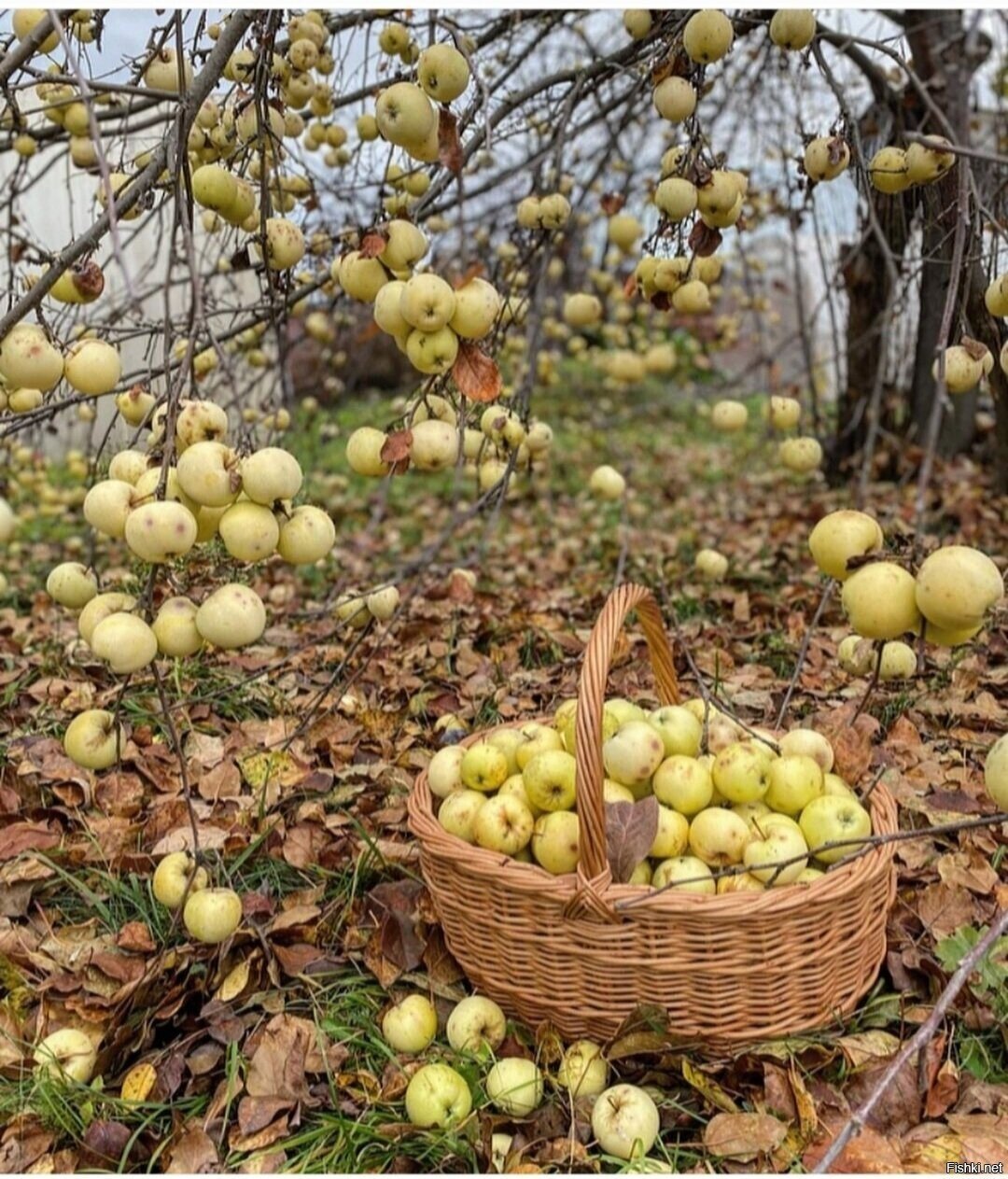 Солянка