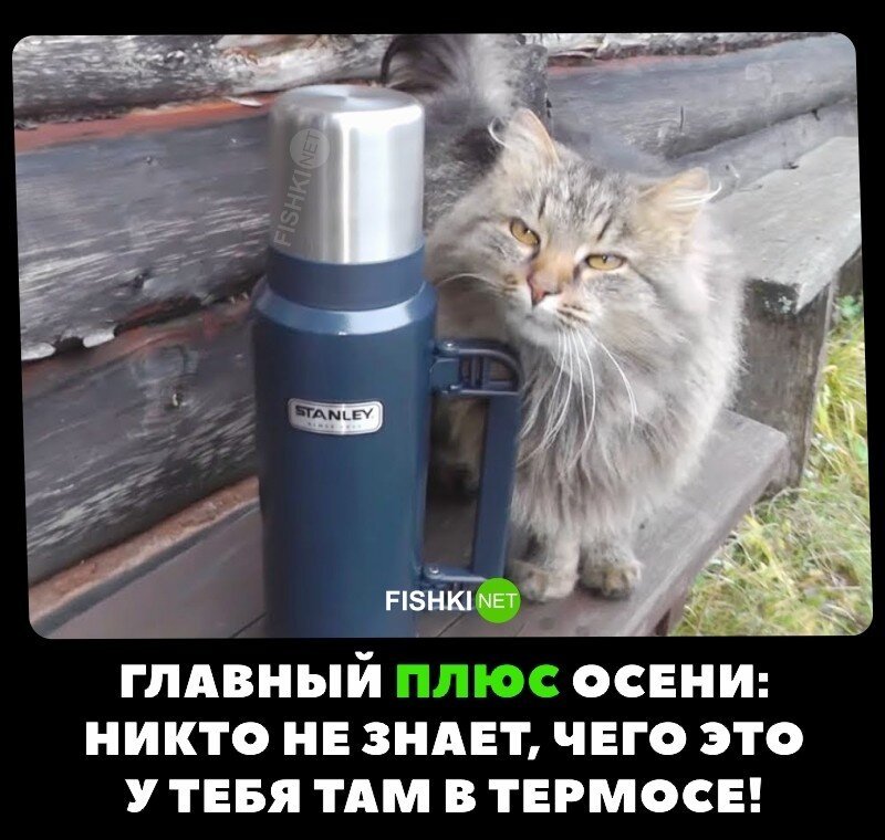 Главный плюс осени