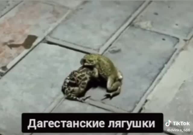 Дагестанские лягушки 