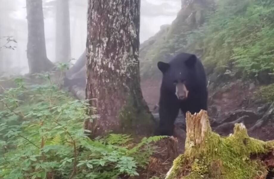 Неожиданные встречи с медведями, которые попали на камеру