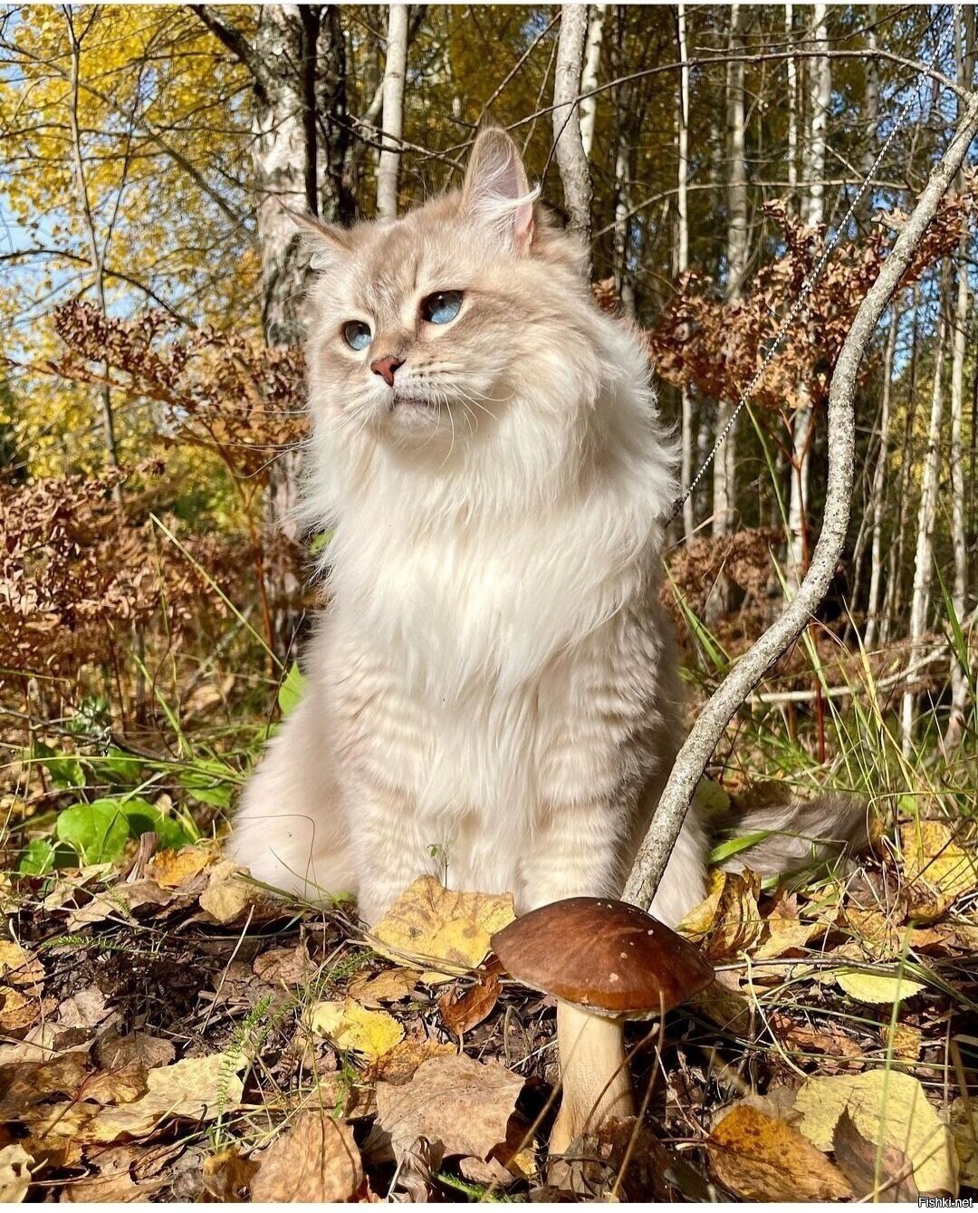 Солянка