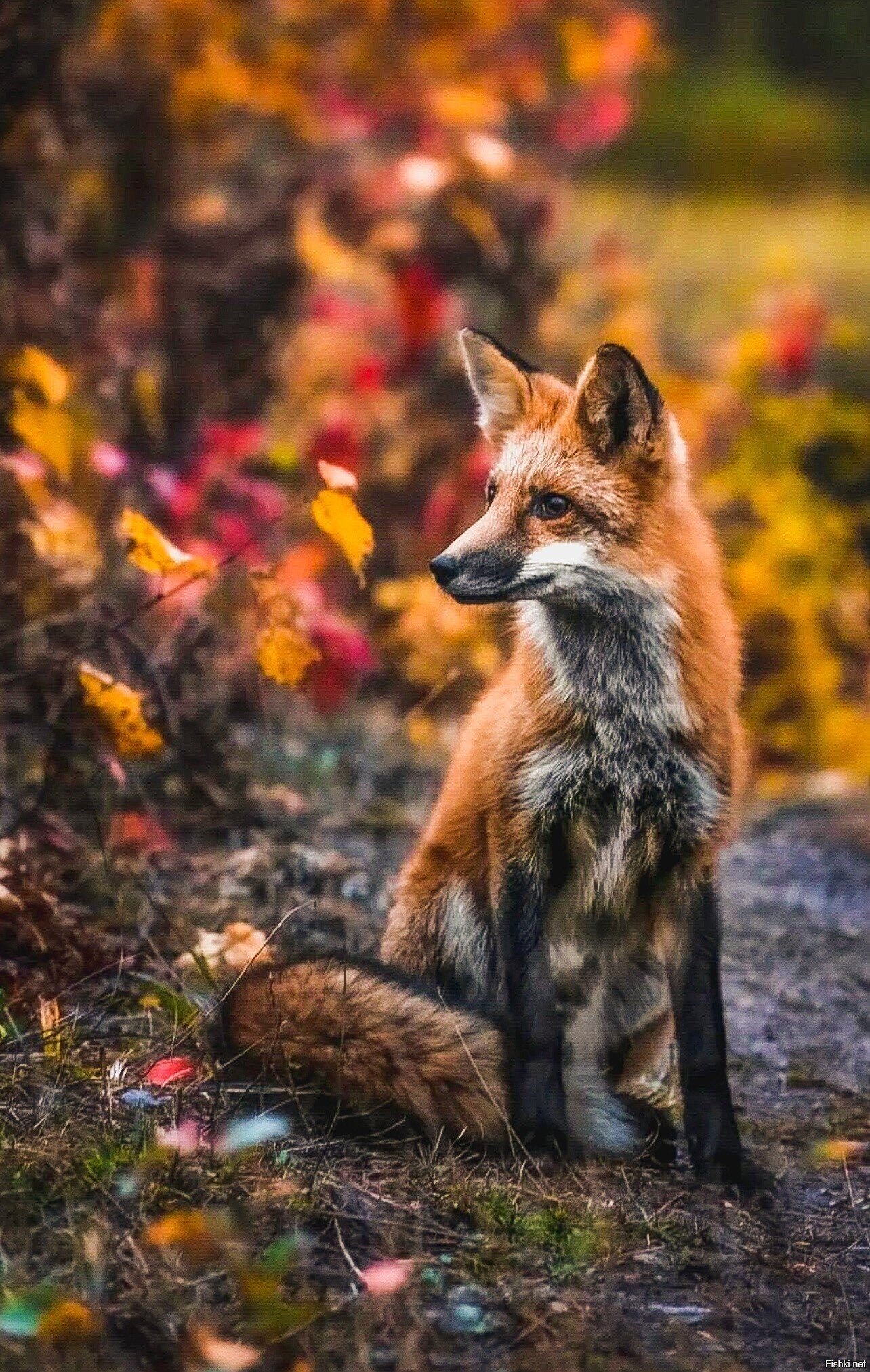 Солянка