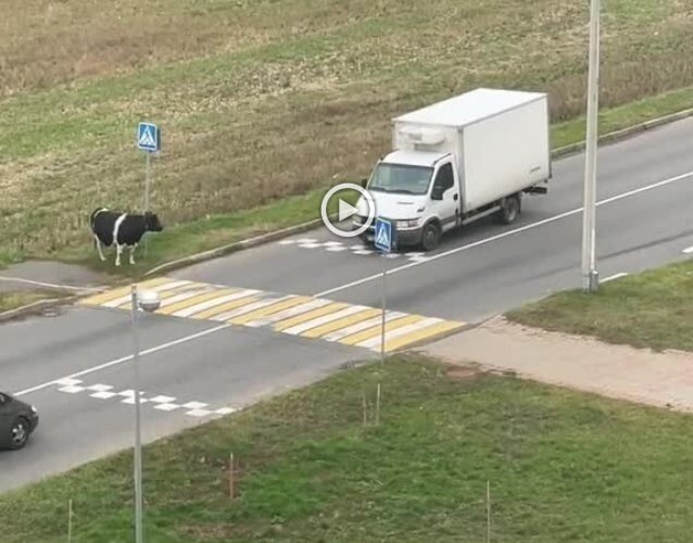 Видео с коровой из Жлобина покорило соцсети
