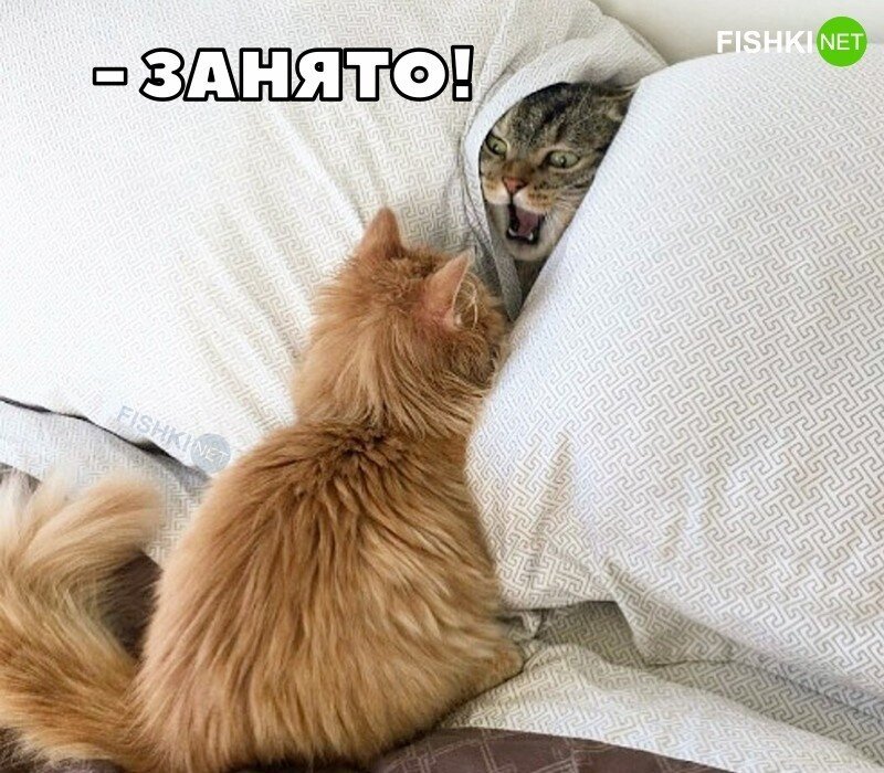 Ищи свои подушки 