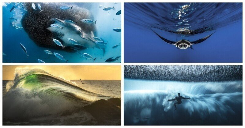 Победители фотоконкурса Ocean Photographer of the Year 2022