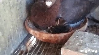 - Мои голубята