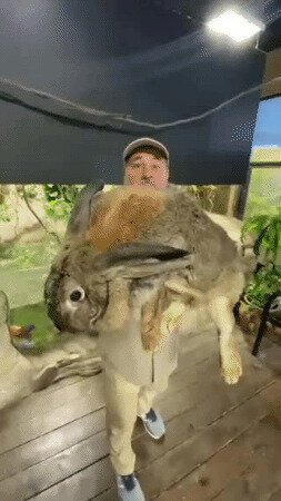 Из этого крола две шапки точно получится