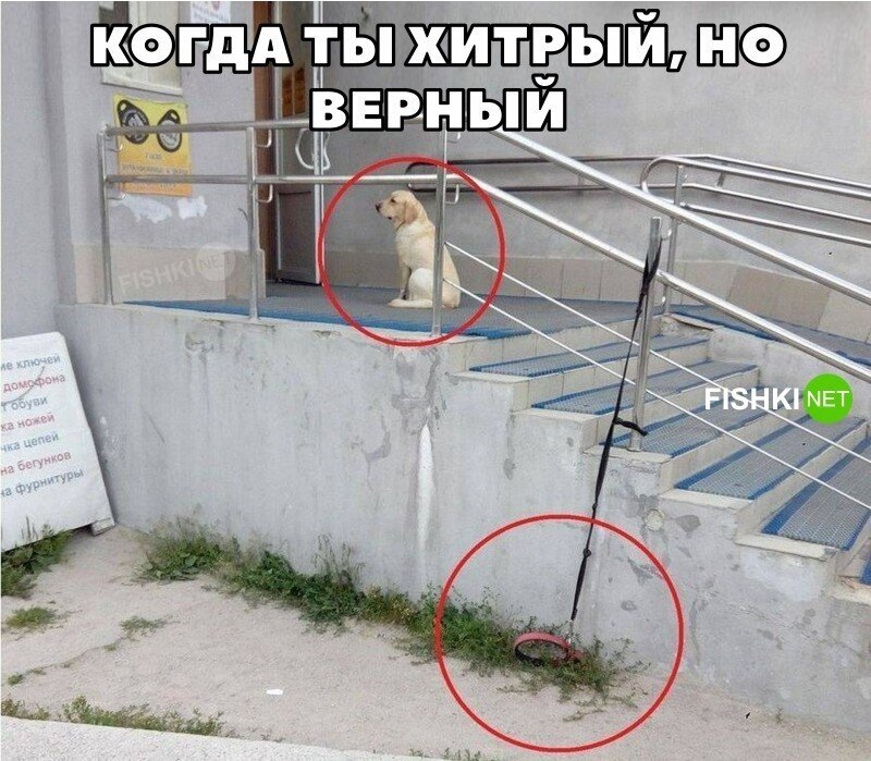 Смешные и познавательные картинки