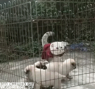 Суперкот