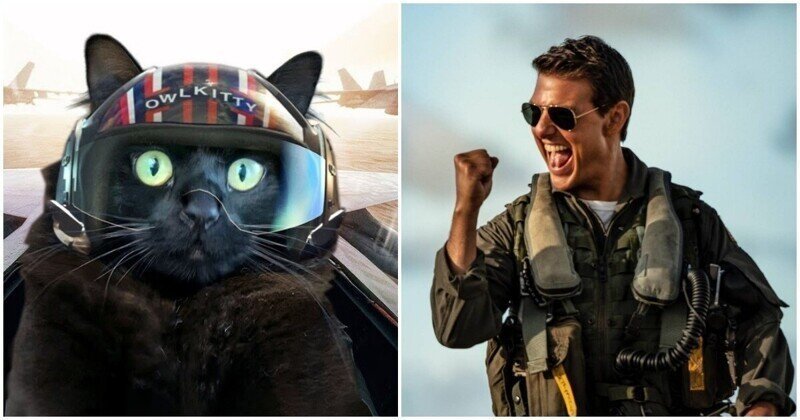 Если бы в продолжении фильма "Top Gun" снялся кот