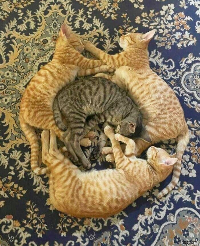 Солянка