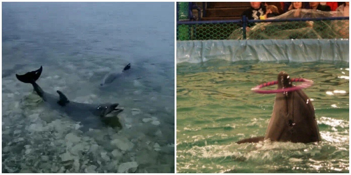 "Сегодня я выпустил полмиллиона долларов": в Севастопольском дельфинарии решили выбросить дрессированных дельфинов в море