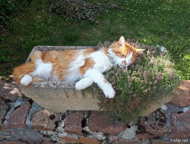 Я уже ушёл спать