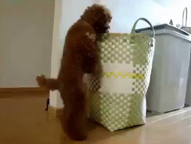 Чекупила мелкий