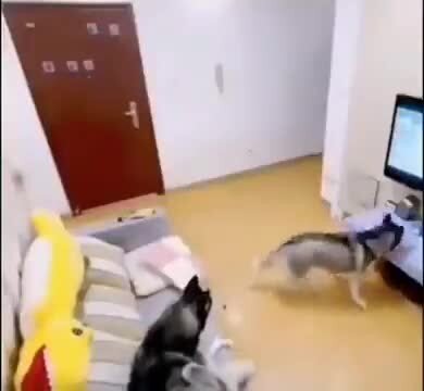 Атас, хозяева пришли