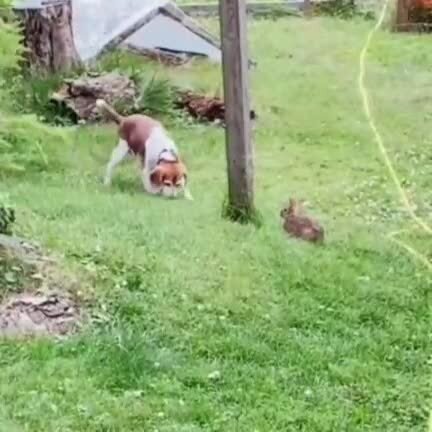 Продаётся охотничья собака