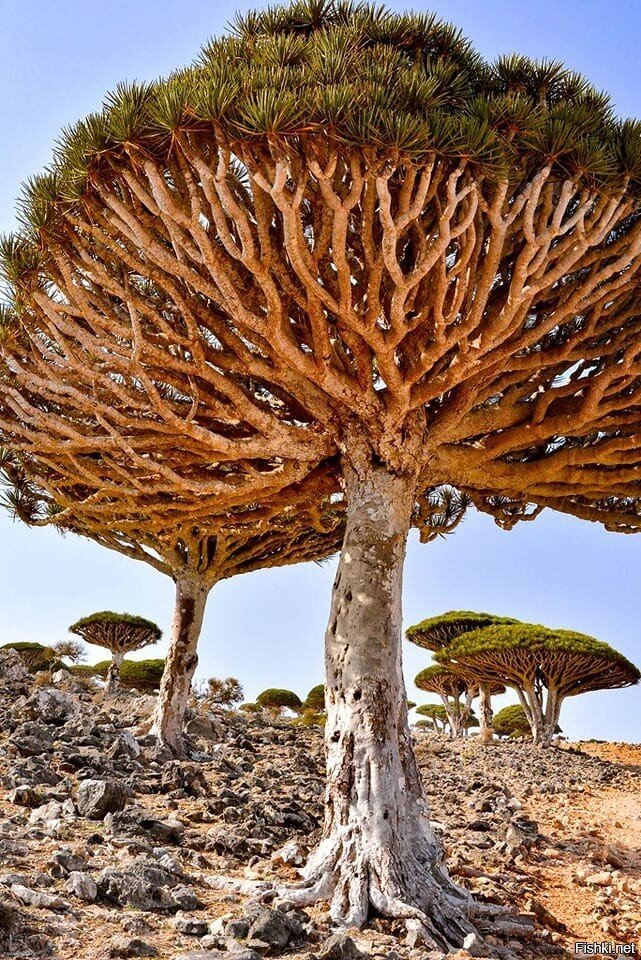 ДРАКОНОВО ДЕРЕВО - реликтовое вечнозеленое тропическое растение