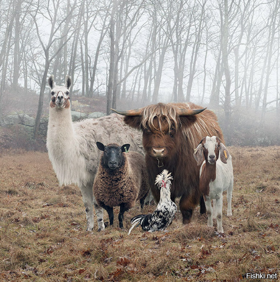 ОПГ "Бременские музыканты"