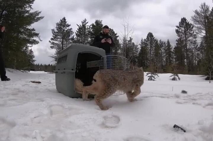 Немного доброты в ленту