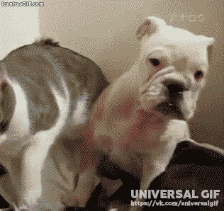 - Ты на кого гавкнул