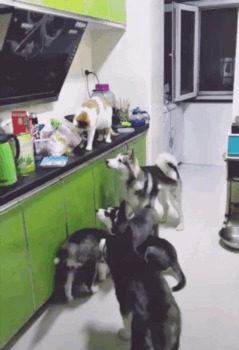 - Ладно, ешьте салаги