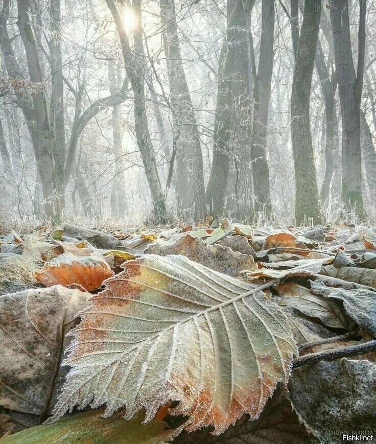 Доброе утро)