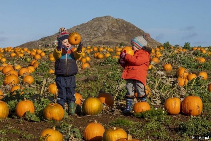 фигасе мандаринки