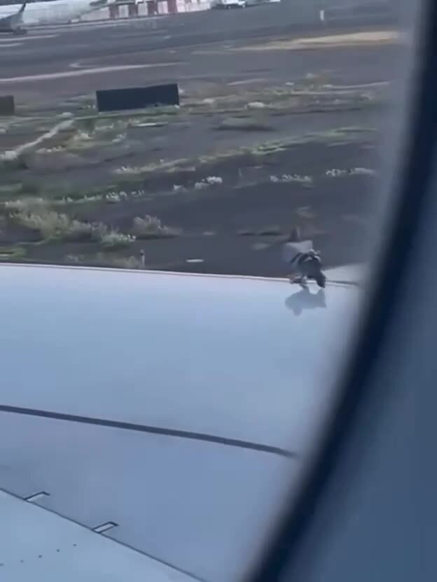 не получилось зайцем устроиться))