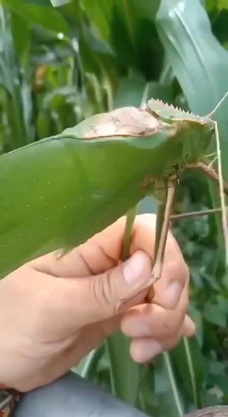 Гигантский длинноногий кузнечик передаёт тебе привет