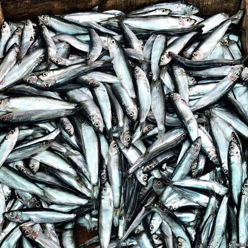 Хамса азовская