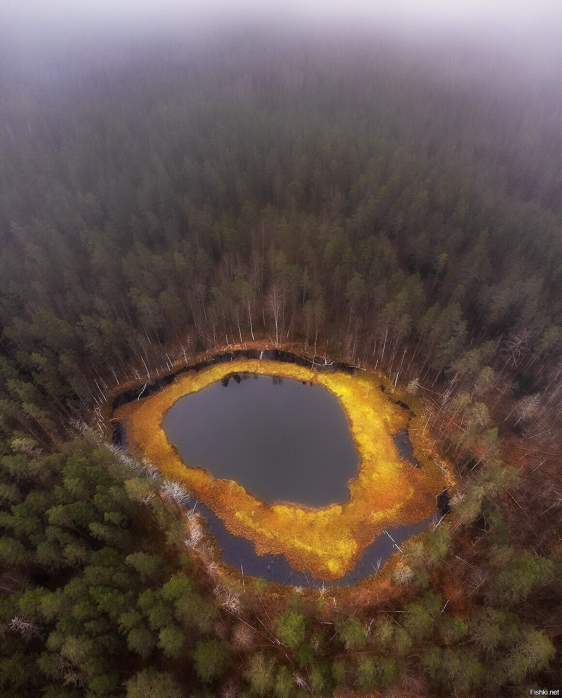 Болото, Ленобласть