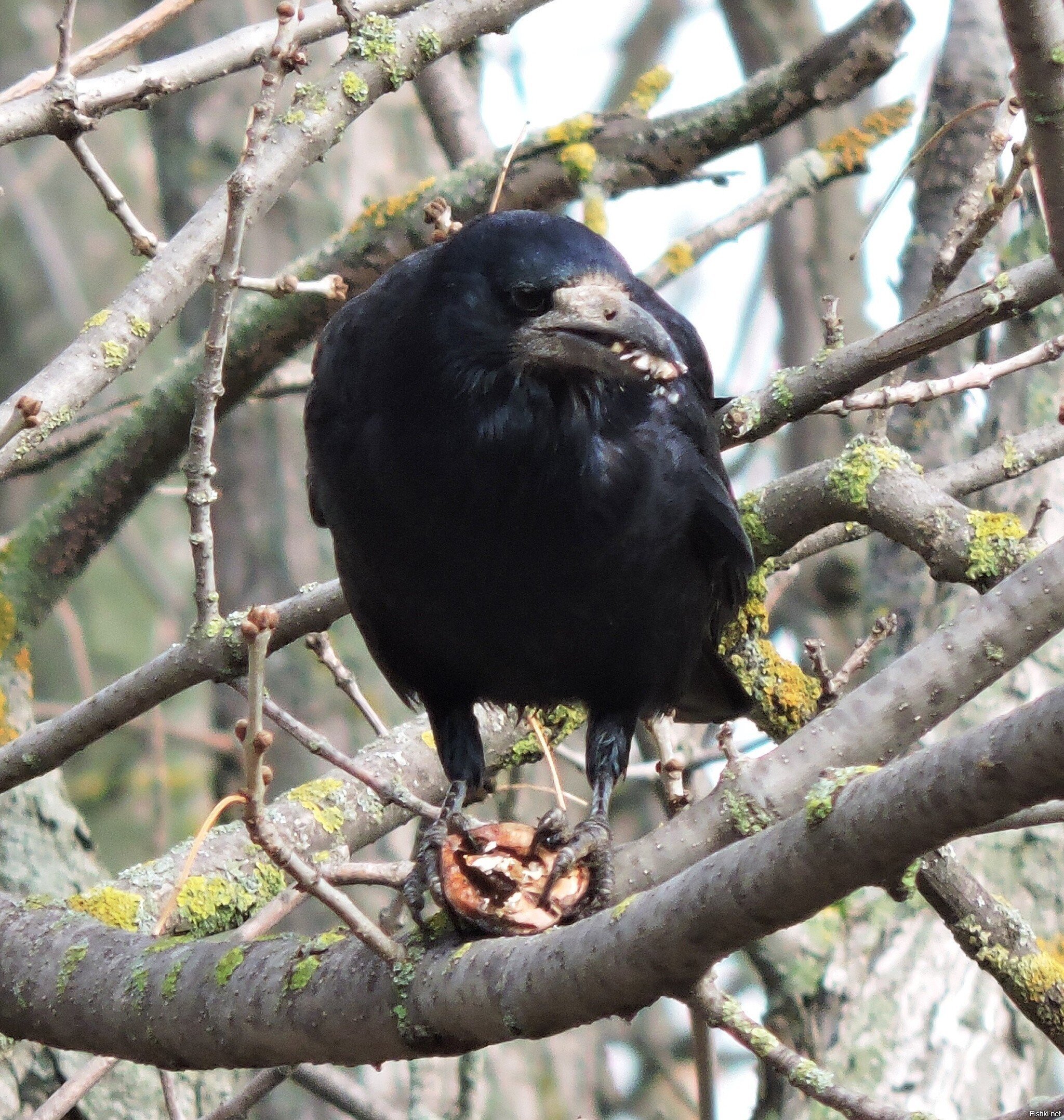 Увлечённый разделыванием ореха