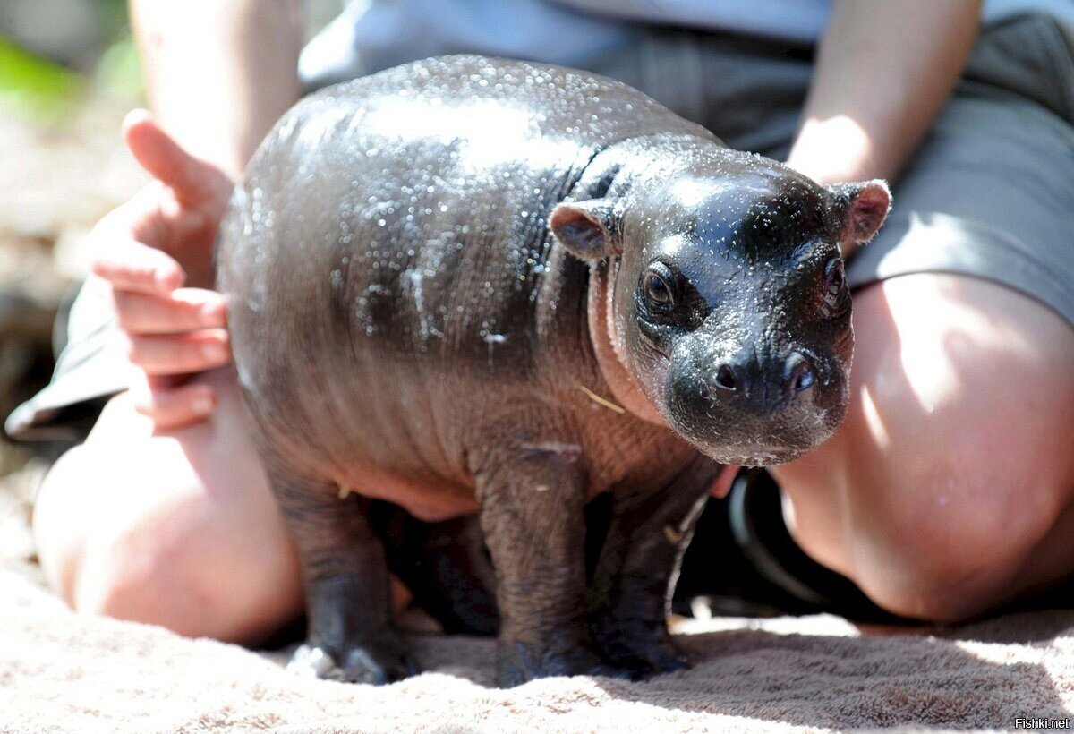 Карликовый бегемот