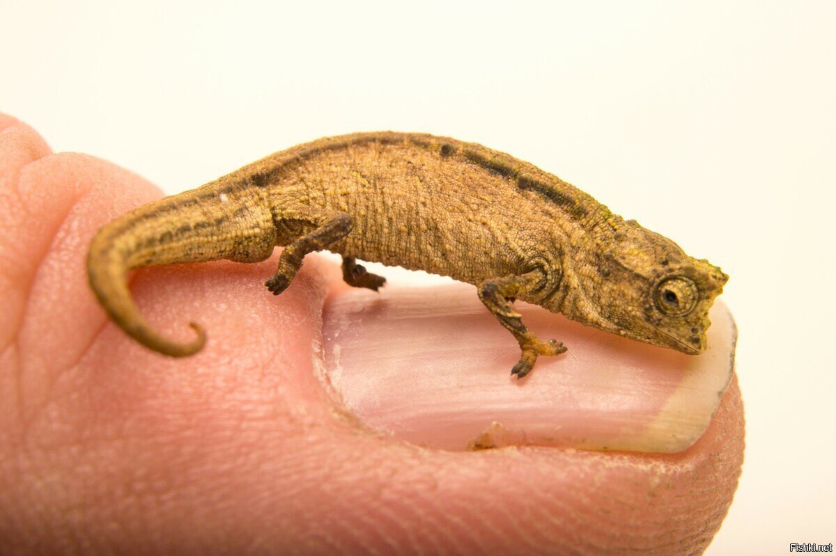 Хамелеон Brookesia Micra