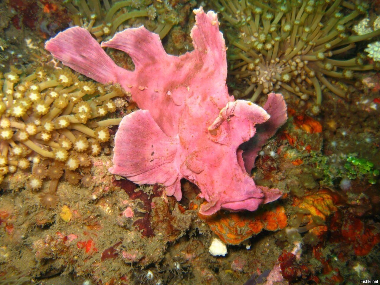 Ринопиасы, знакомьтесь