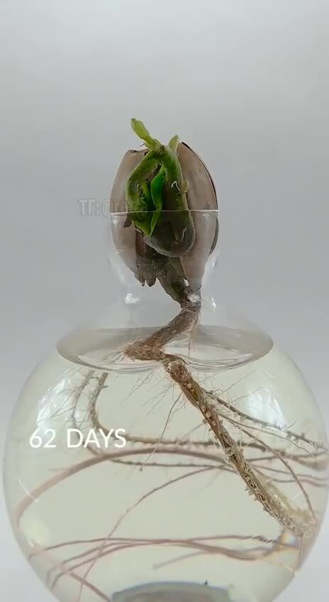 Хронология роста жёлудя в маленький дуб за полгода