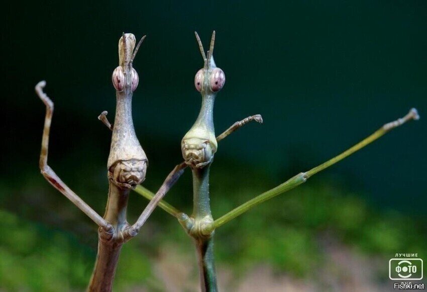 Хай, солянщики