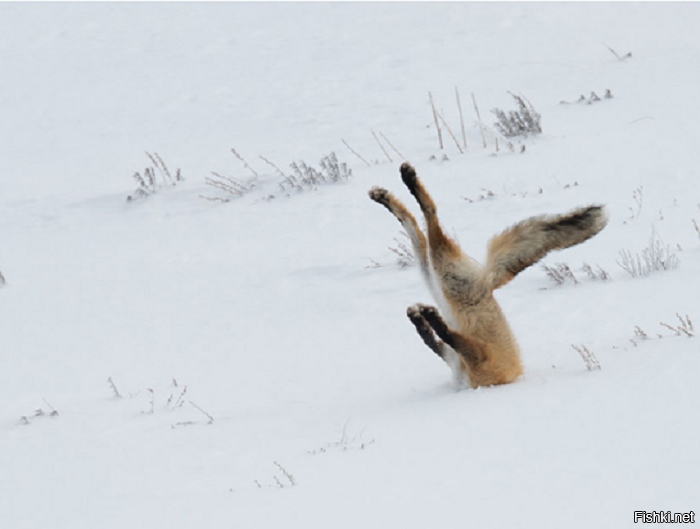 Так лисе приходится мышковать всю зиму