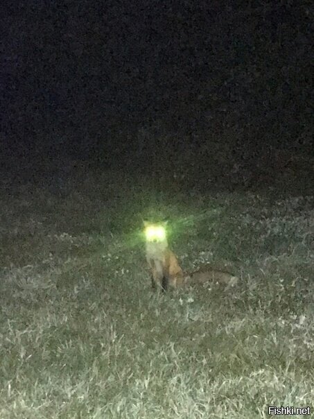 - Дальний выруби