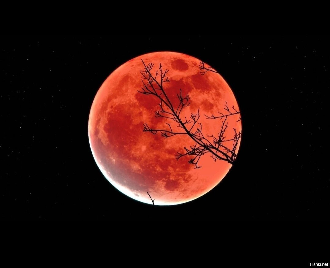 Во вторник, 8 ноября, мы станем свидетелями уникального природного явления — ...