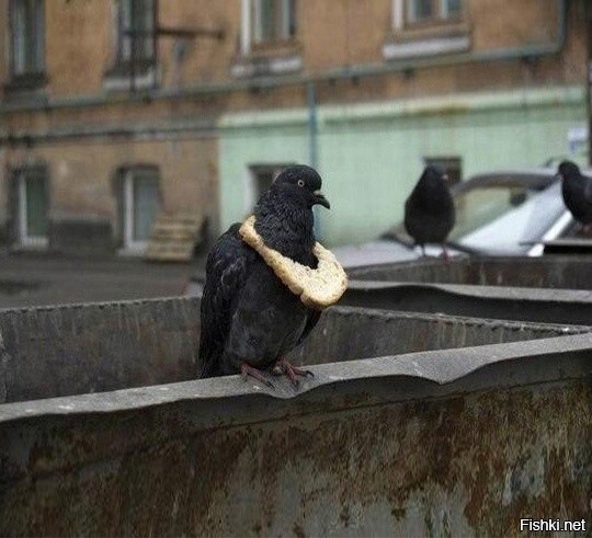 Признак достатка у питерских голубей