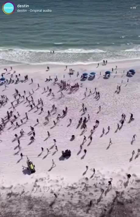 Собачка натренированная на поиски наркотиков прибывает на пляж Панама-Сити