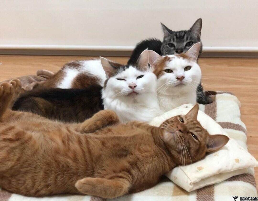 Кто в доме хозяин