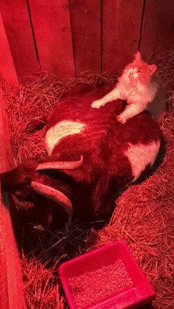 любовь зла, полюбишь и козла