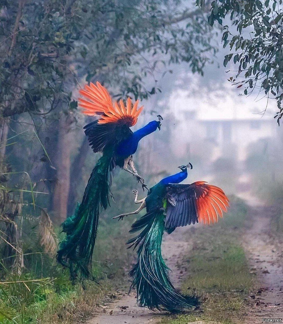 Сражение павлина с мавлином