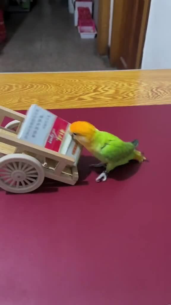 Был бы у меня такой попугай, я бы и не женился бы никогда