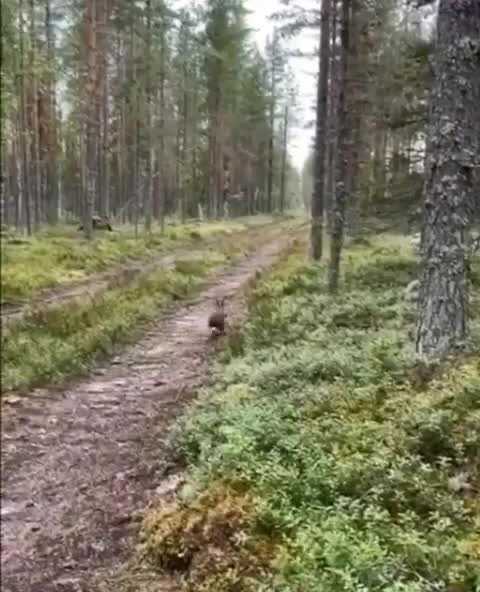 Охота это когда охота, а ежели не охота