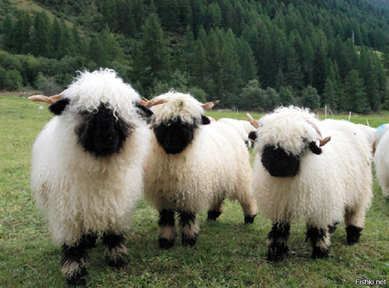 Следственное действие " Предъявление для опознания лица"